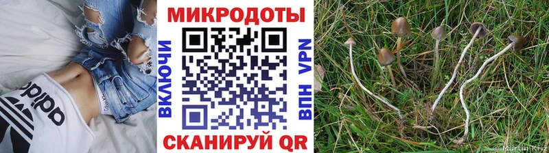 Псилоцибиновые грибы MAGIC MUSHROOMS  где купить   Кириллов 